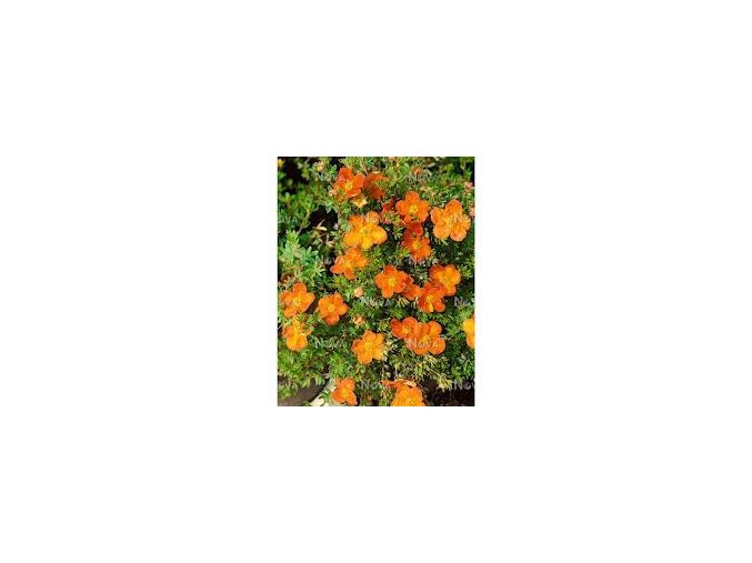 Potentilla fruticosa - mochna křovitá pomerančová