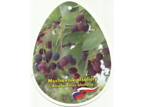 Muchovník olšolistý (indiánská borůvka) - sazenice do 30cm