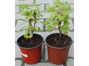 Angrešt INVICTA stromek