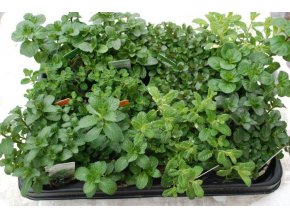 Máta peprná mochito