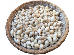 cibule sazečka snowball