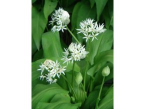 m143d813fac4m0 cesnek medvedi