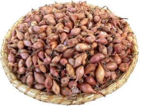 cibule sazecka Rossana(1)