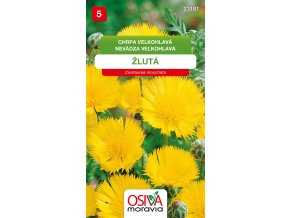 Chrpa velkohlavá - žlutá