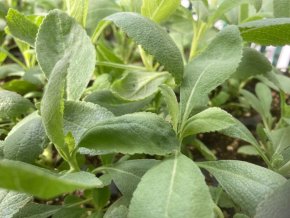 Salvia apiana
