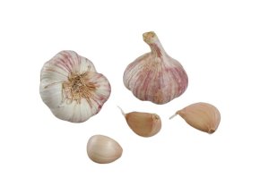 Francouzský sadbový česnek GERMIDOUR