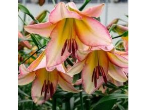 LILIA DRZEWIASTA BEIJING MOON PACHNACA 1 SZT