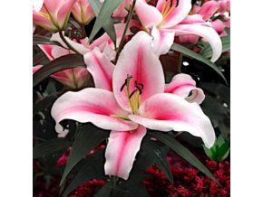 63182 60062 Marriott