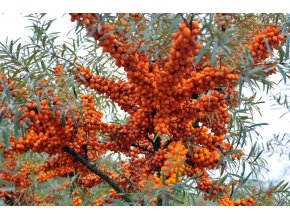 Rakytník řešetlákový  - Hippophae rhamnoides samčí - opylovač