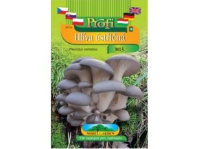 Hlíva ústřičná (Pleurotus ostreatus) šedá forma