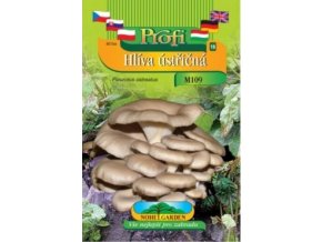 Hlíva ústřičná (Pleurotus ostreatus) hnědá forma