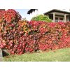 Parthenocissus quinquefolia - Přísavník pětiprstý