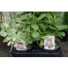 Coleus canina zelená