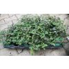 Lippia dulcis Colada