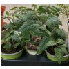 Lippia dulcis Colada(1)