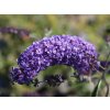 Buddleja davidii