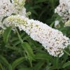Buddleja davidii