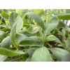 Salvia apiana