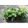 Ficus Francuesco