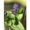 Pontederia cordata Modráska srdčitá