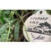 leopardi lilie kvet