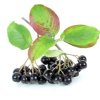 Aronia melanocarpa NERO roubovaný kmínek