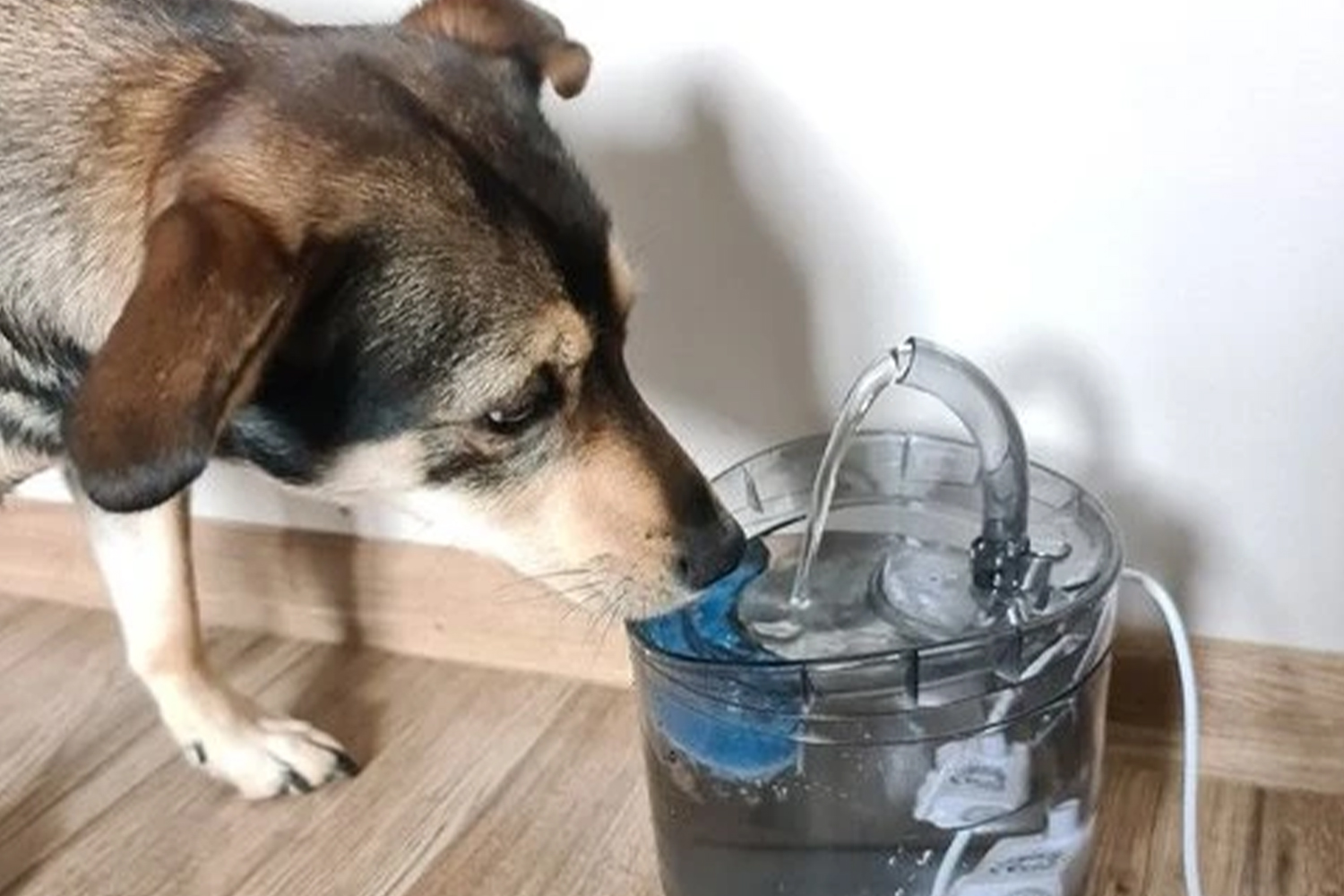 Automatické kŕmne zásobníky: Sú skutočne praktické pre vášho domáceho miláčika?