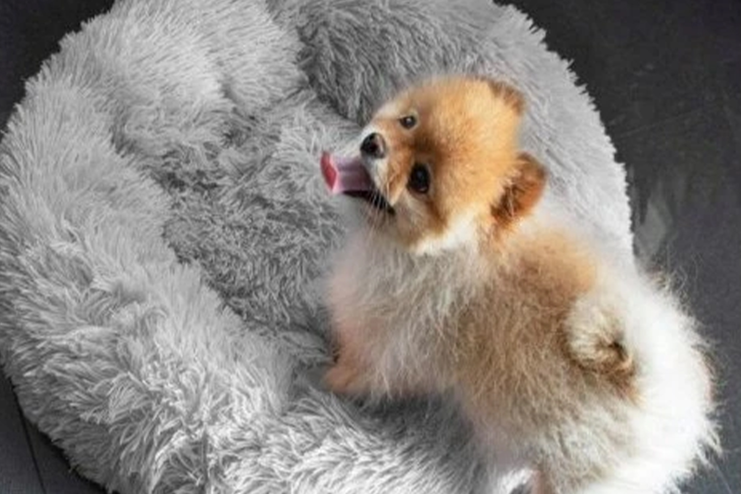 Ako udržiavať pelech vášho domáceho miláčika čistý a bez zápachu?