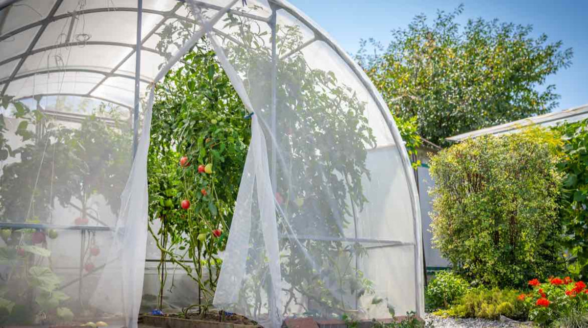 Pestovanie rastlín vo fóliovníku