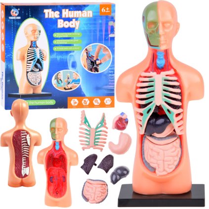 Anatomický set HUMAN BODY + 11 ks orgánov Jokomisiada ZA5200