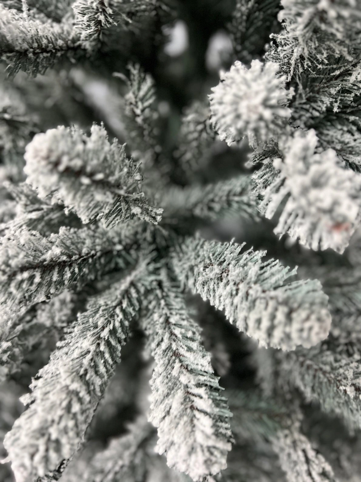 Limpol Jedľa Renata strieborná zasnežená Výška stromčeka: 220 cm