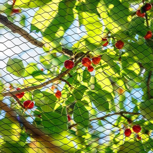 Sieťka proti vtákom 4x5 m SPRINGOS AB0004