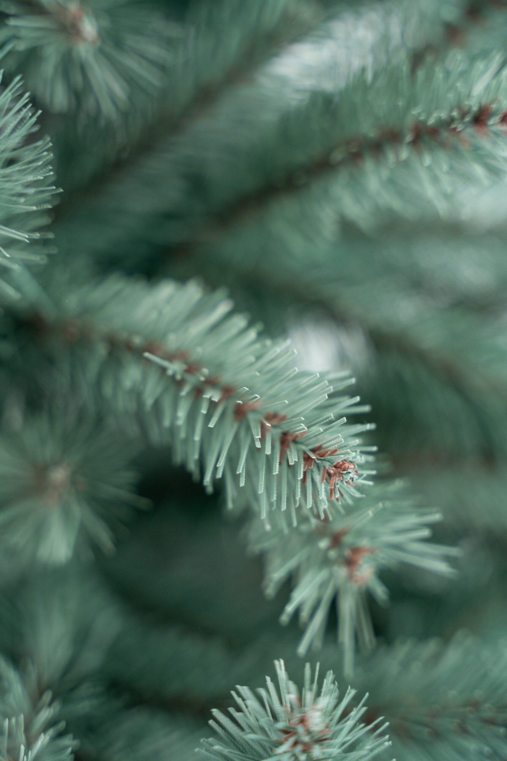 Limpol Jedľa Renáta silver 180 cm