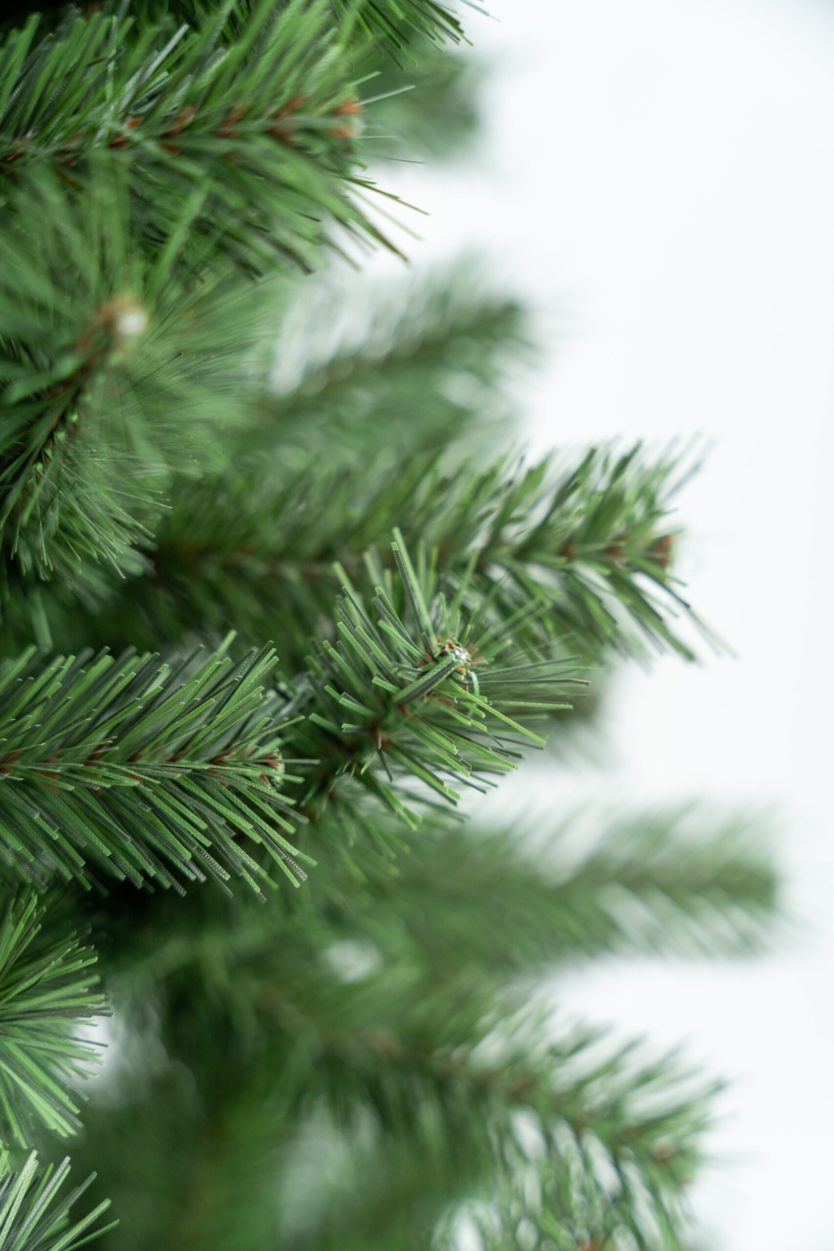 Limpol Jedľa Karolina 1,20 m