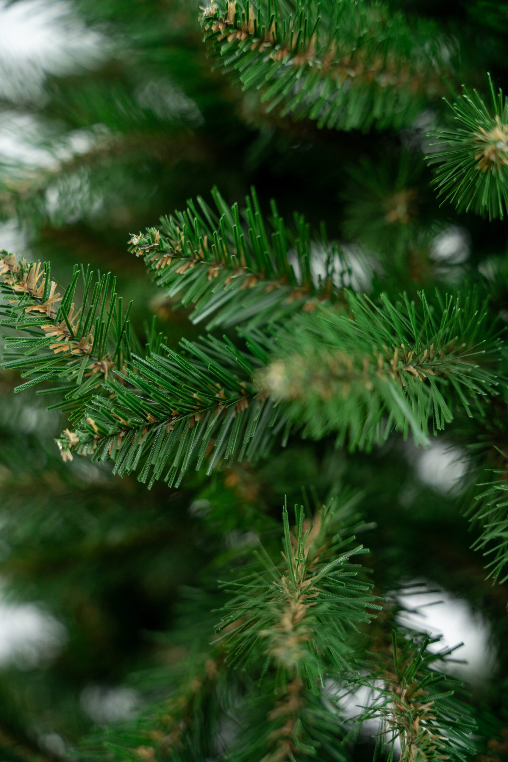 Limpol Jedľa Renata 1,20 m