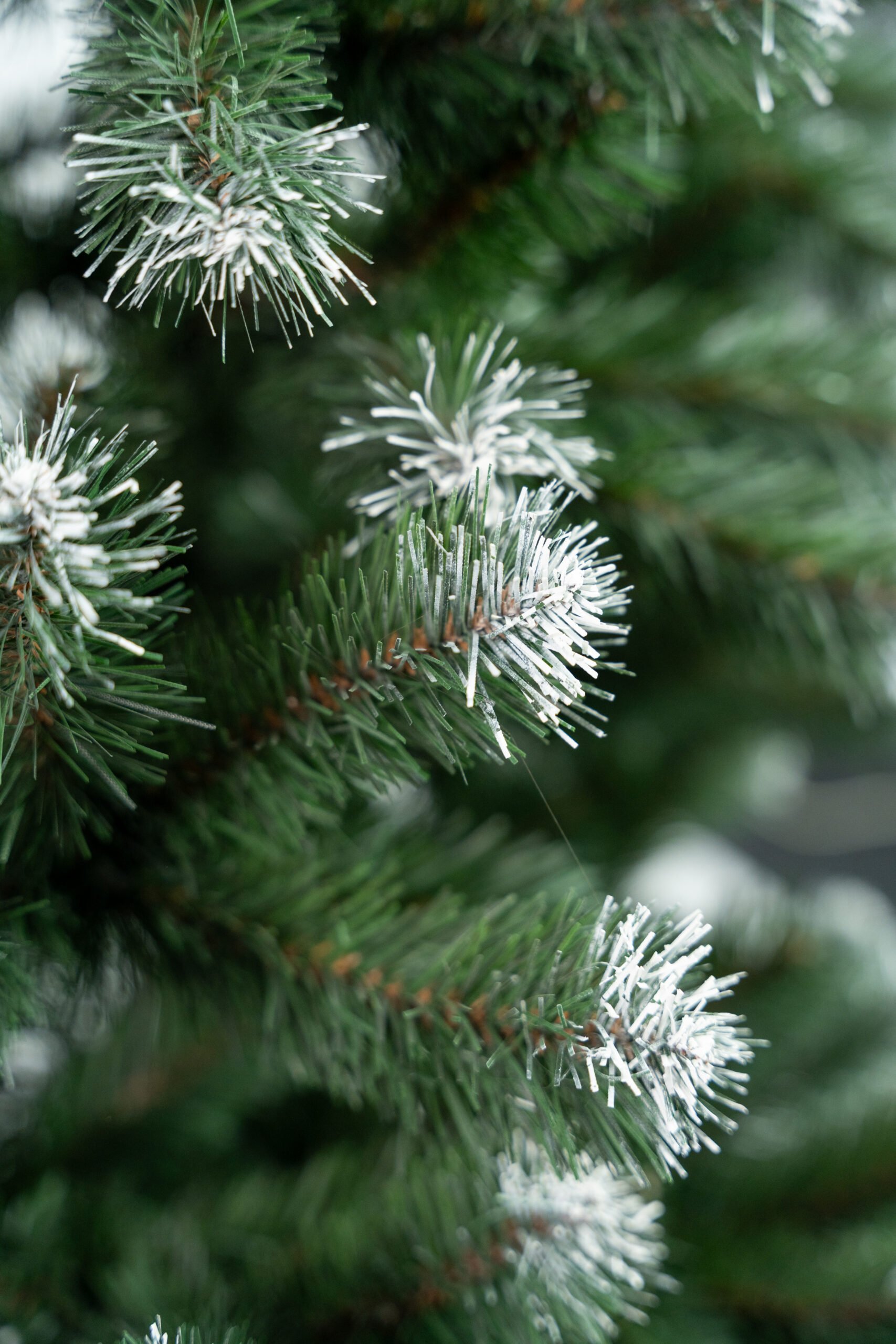 Limpol Jedľa Beata 1,20 m