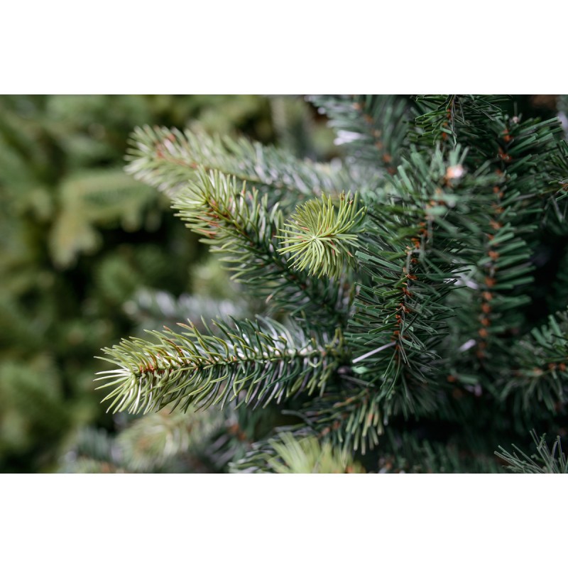 Limpol Jedľa Gumis 1,50 m