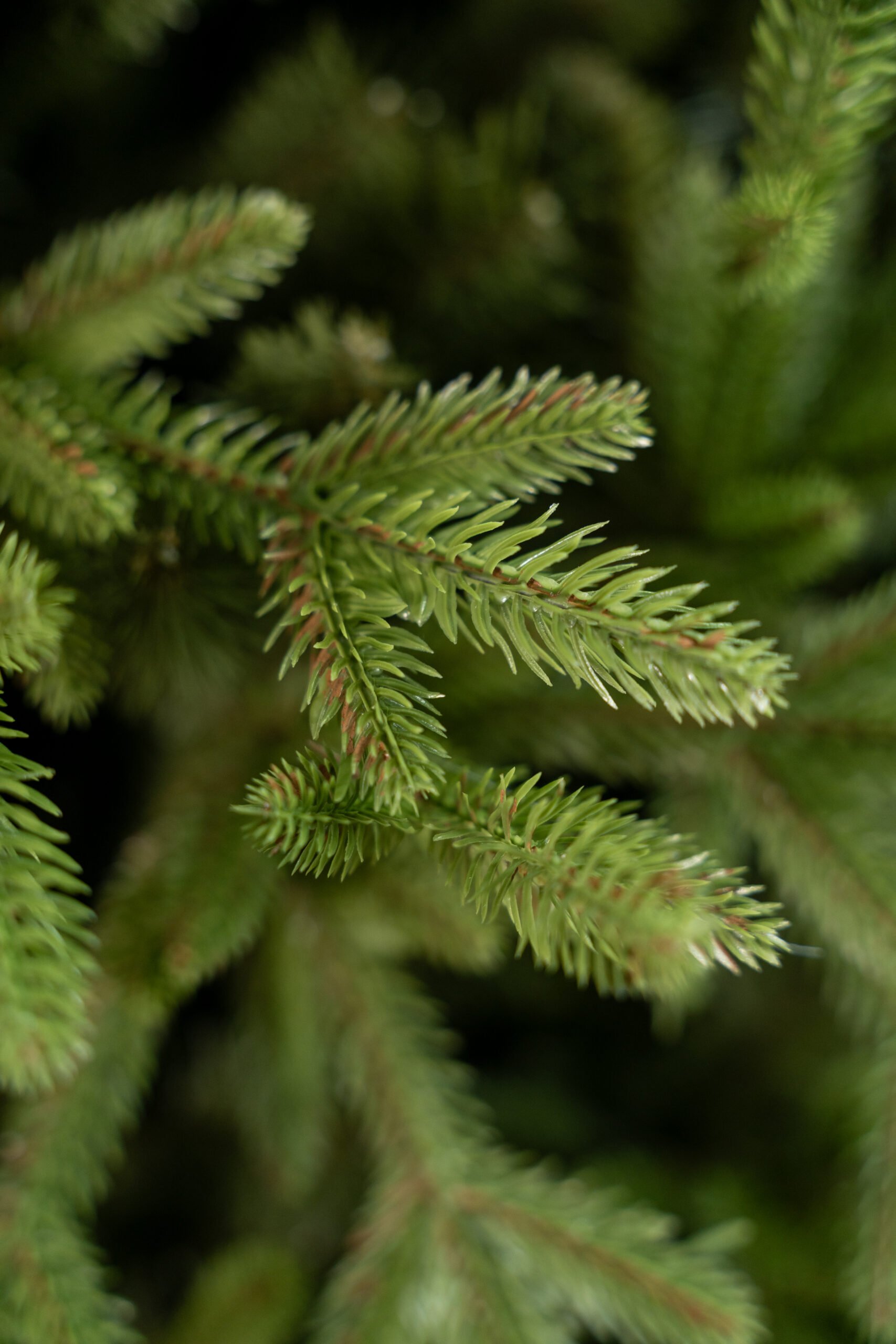 Limpol Vianočný stromček Jedľa Exclusive – 170 cm