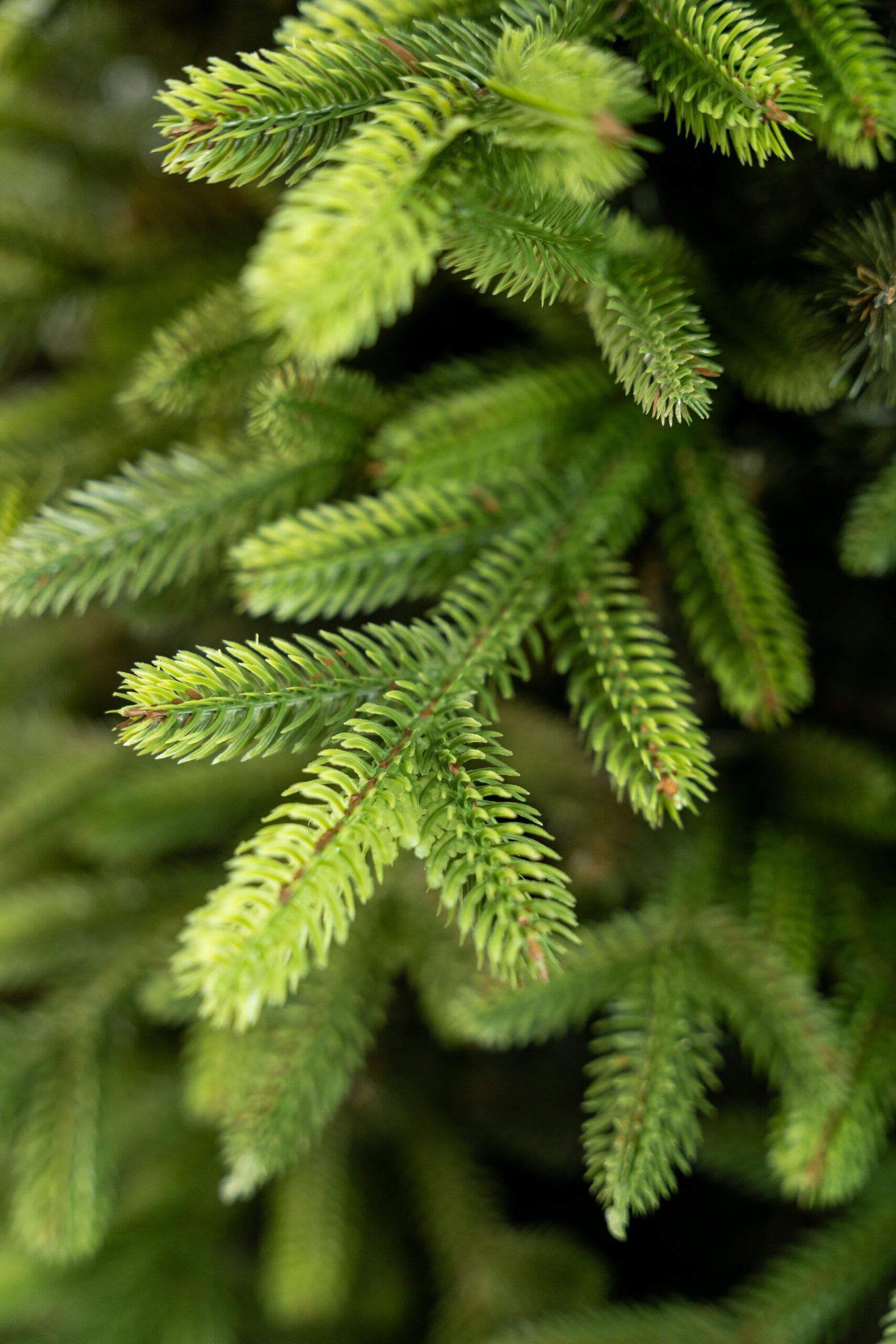 Limpol Vianočný stromček Exclusive Premium Výška stromčeka: 170 cm