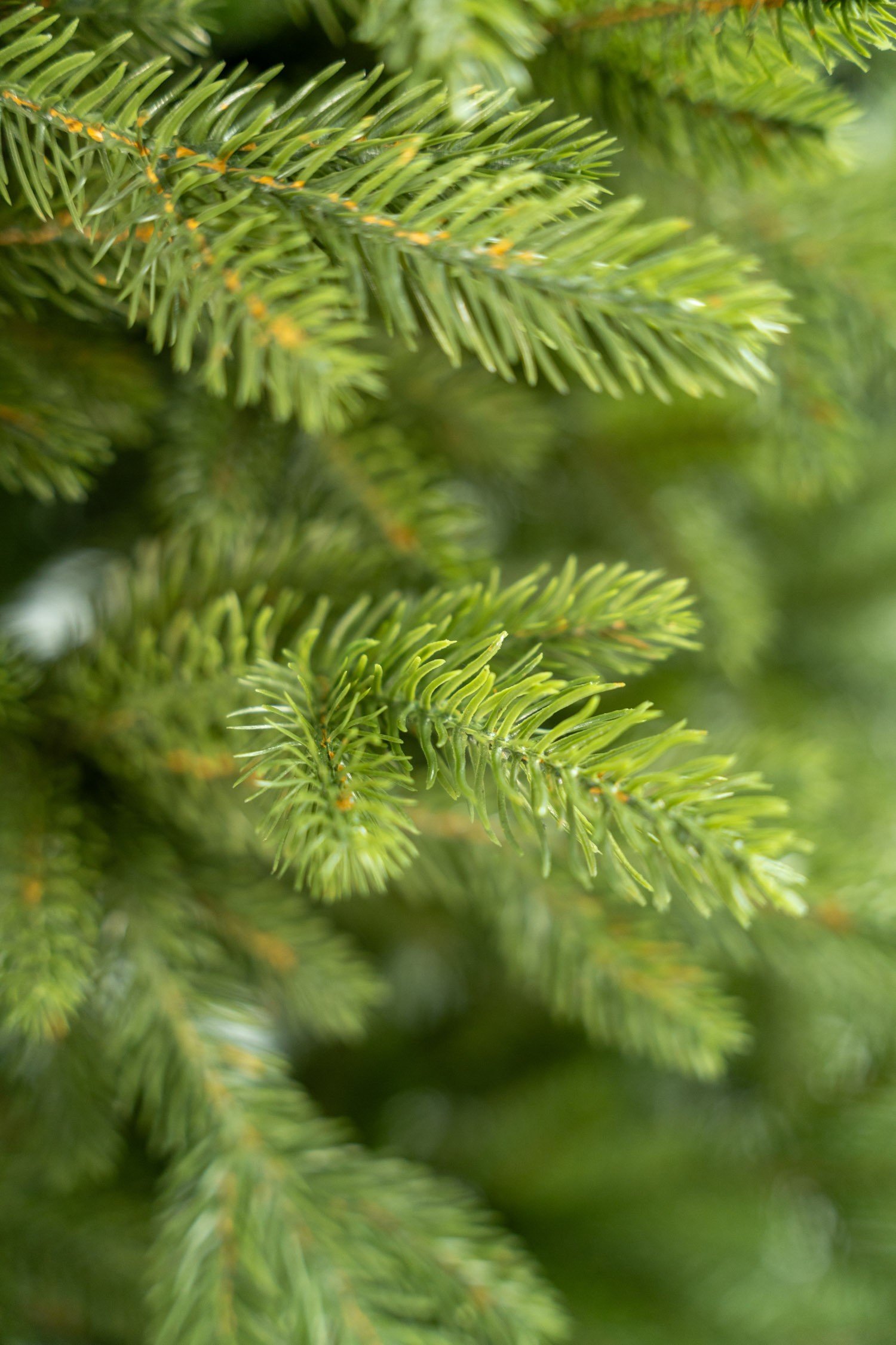 Limpol Jedľa Exclusive Lux 210 cm