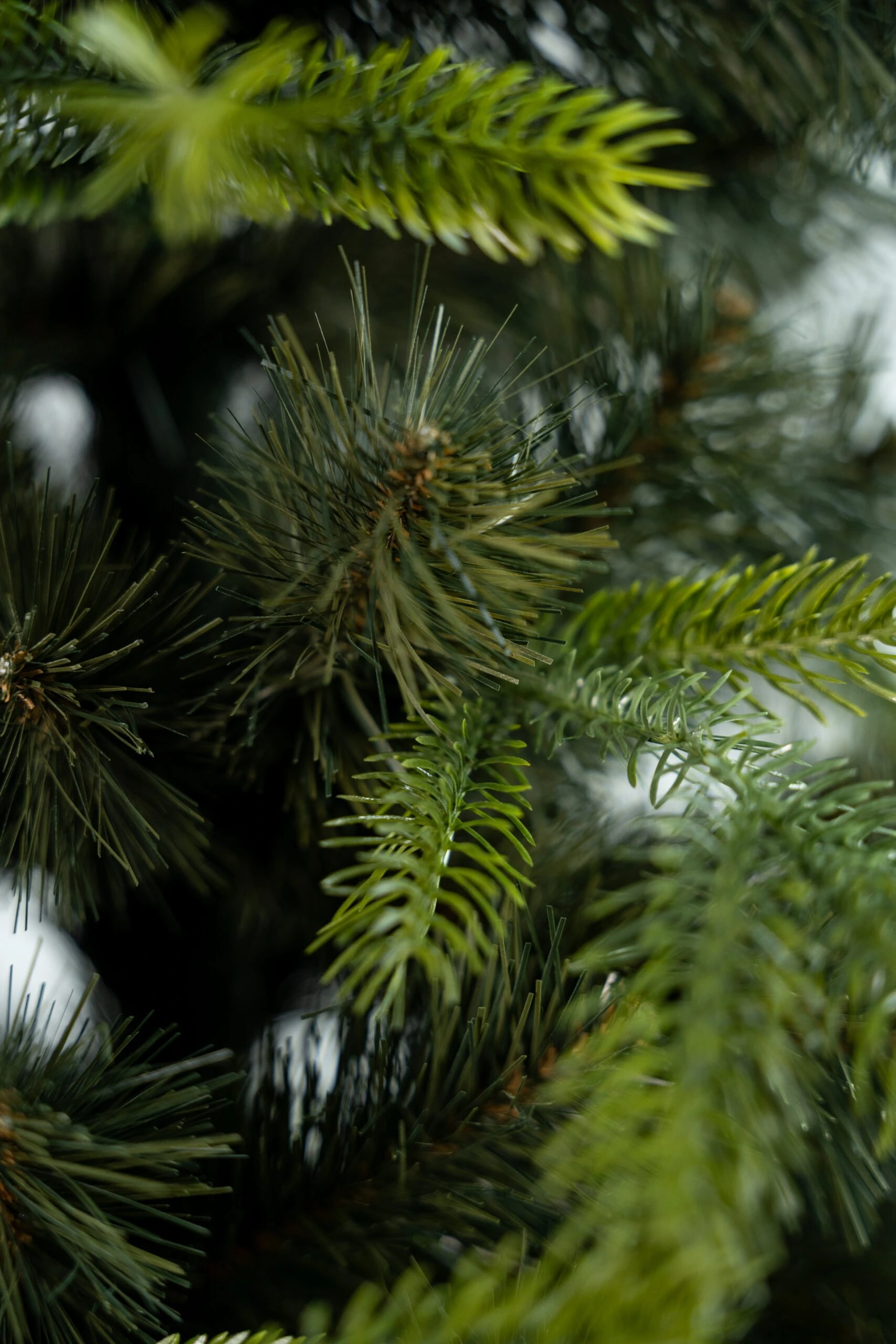 Limpol Kanadská borovica 1,50 m