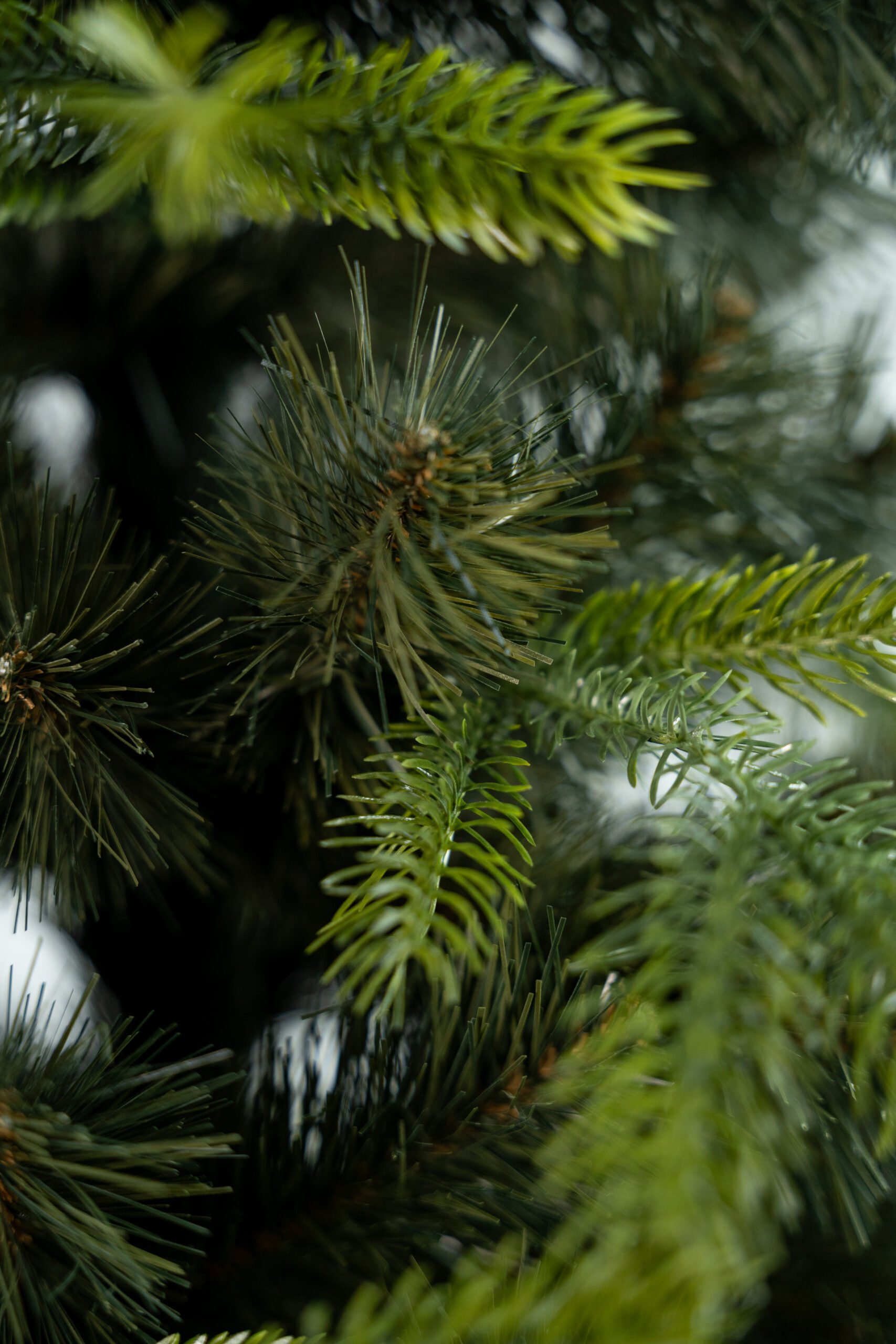 Limpol Kanadská borovica 1,20 m