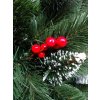 Borovica Iza s červenými bobuľami 2,20 m