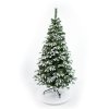 Vianočný stromček Kanadská biela borovica