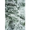 Vianočný stromček Jedľa Karolína – zasnežená