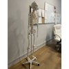 pol pl Szkielet czlowieka 170cm Malatec 22583 16981 19