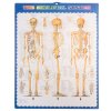 pol pl Szkielet czlowieka 170cm Malatec 22583 16981 11