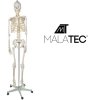 pol pl Szkielet czlowieka 170cm Malatec 22583 16981 16