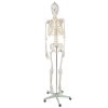 pol pl Szkielet czlowieka 170cm Malatec 22583 16981 2