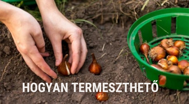 A hagymák, mintha vattában lennének